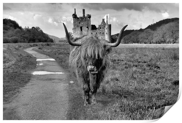 Katie the Highland Coo at a Loch Awe castle mono Print by JC studios LRPS ARPS