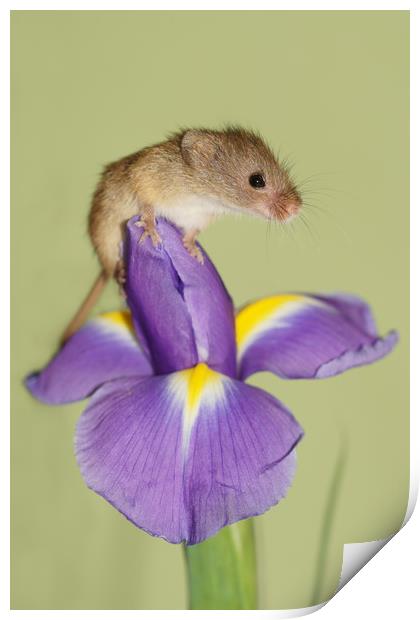 Harvest mouse on Iris. Print by JC studios LRPS ARPS