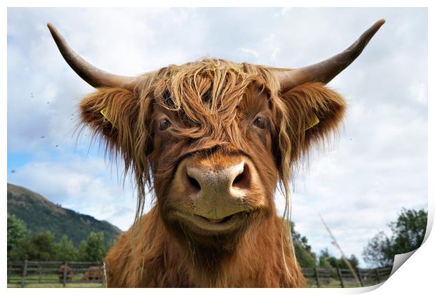 Smiling Highland Cow Print by JC studios LRPS ARPS