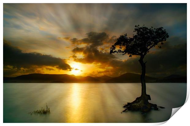 Sunset at Milarrocky tree Loch Lomond Print by JC studios LRPS ARPS