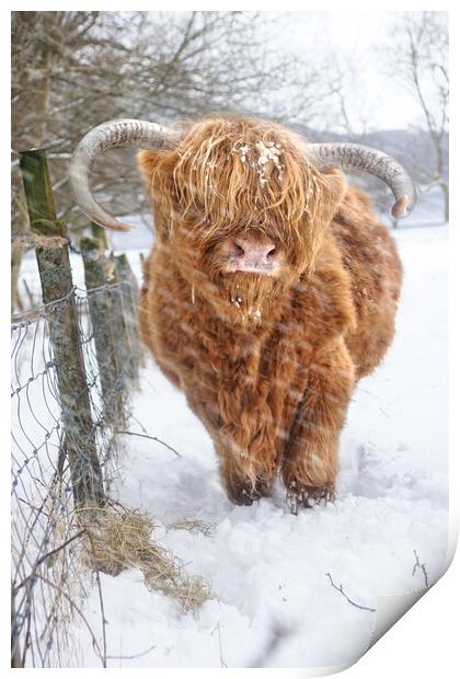  Highland, Scottish (Coo) Cow in Loch Lomond Scotl Print by JC studios LRPS ARPS