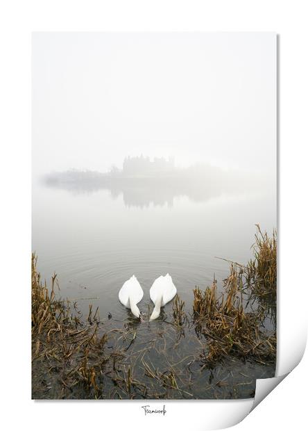     Team work,  makes the dream  work, Linlithgow, Scotland. Palace, Queen, Swans, lake Print by JC studios LRPS ARPS