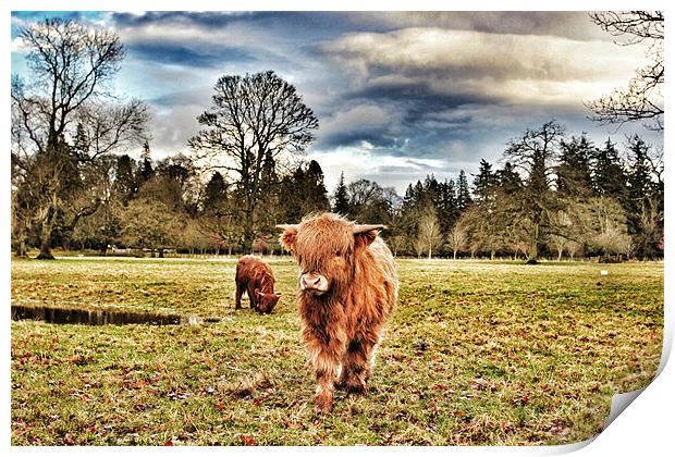 Highland cow at Glamis Castle Print by robert garside