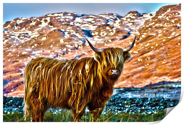Highland Cow Print by T2 Images
