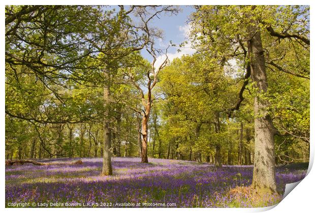 Oak and Bluebells Print by Lady Debra Bowers L.R.P.S