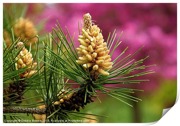 Pine Flowers Print by Lady Debra Bowers L.R.P.S
