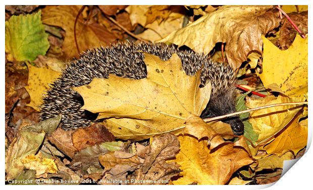 Rummaging Hedgehog in Autumn Leaves  Print by Lady Debra Bowers L.R.P.S