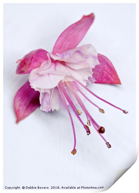 Fuchsia in colour  Print by Lady Debra Bowers L.R.P.S