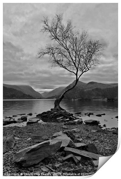 Lone Tree B&W Print by Lady Debra Bowers L.R.P.S