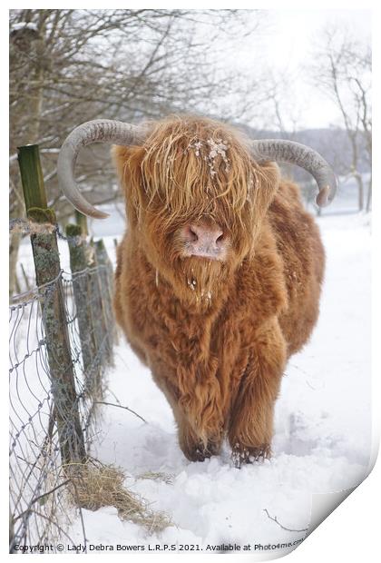 Highland Cow in Snow  Print by Lady Debra Bowers L.R.P.S