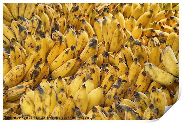Yellow Bananas Print by Paul Corrigan
