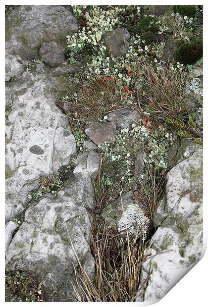 study of Cladonia lichen 2 Print by simon powell