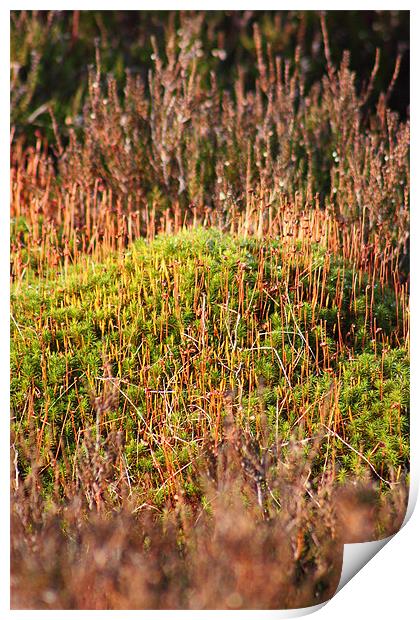 Sporophytes moss study 1 Print by simon powell