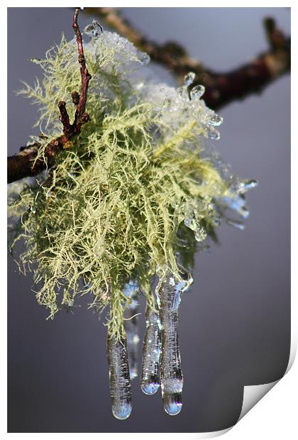 Iced Lichen brecon beacons Print by simon powell