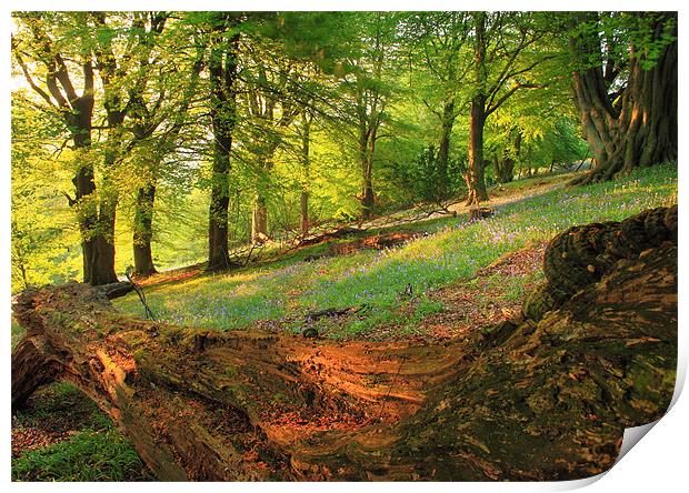 bluebells woodland black mountains brecon beacons Print by simon powell