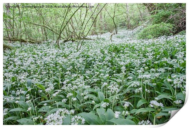 Wild garlic welsh woodland 8845 Print by simon powell