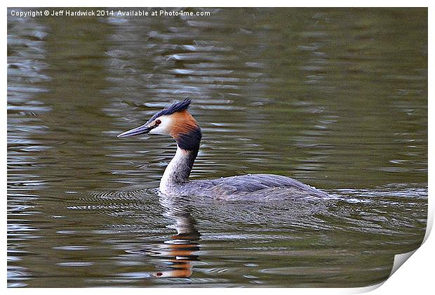 Great Crested Grebe Print by Jeff Hardwick