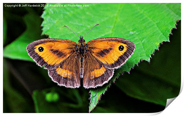  Gatekeeper Butterfly.. Print by Jeff Hardwick