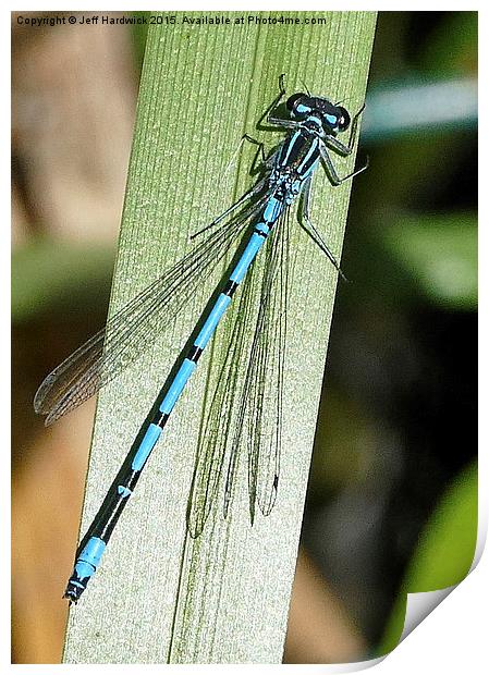 Typical British Damselfly  Print by Jeff Hardwick