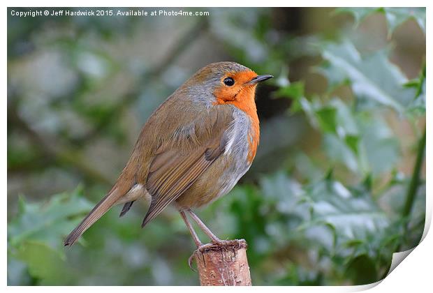 Yet another British Robin  Print by Jeff Hardwick