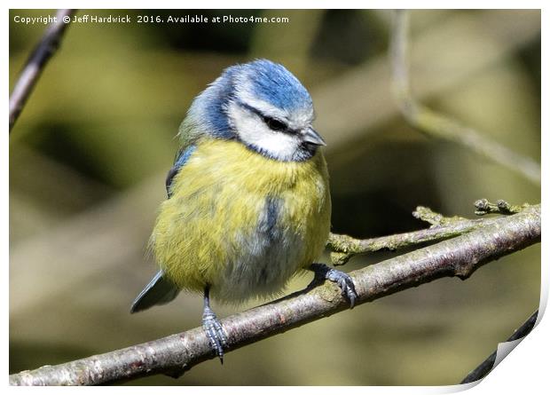 Blue tit with eyes closed Print by Jeff Hardwick