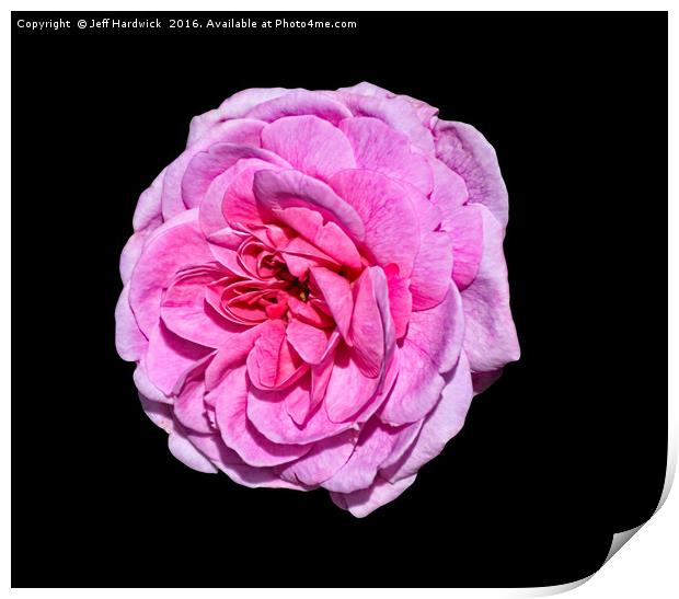 Pink Rose Print by Jeff Hardwick