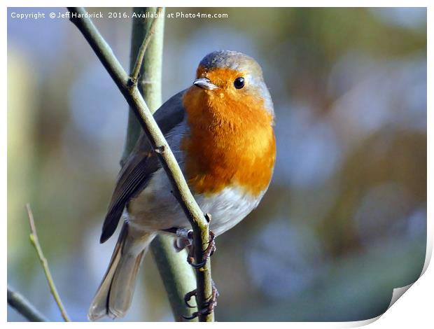 British Robin Print by Jeff Hardwick