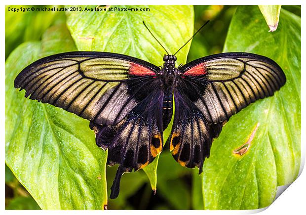 Butterfly Farm Print by michael rutter