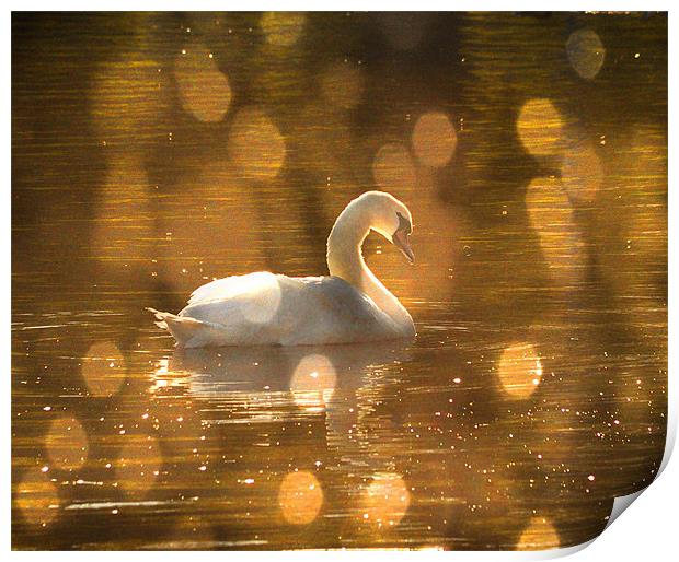 Swan on golden pond Print by Matthew Laming