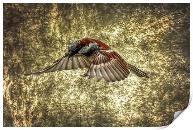 Sparrow in flight Print by Matthew Laming