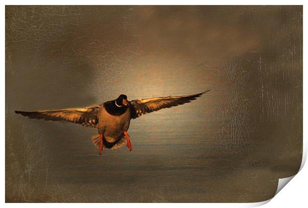 Mallard Duck In A Hurry Print by Matthew Laming