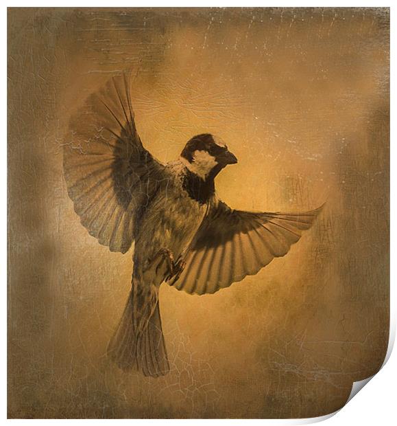 Flight of the Sparrow Print by Matthew Laming