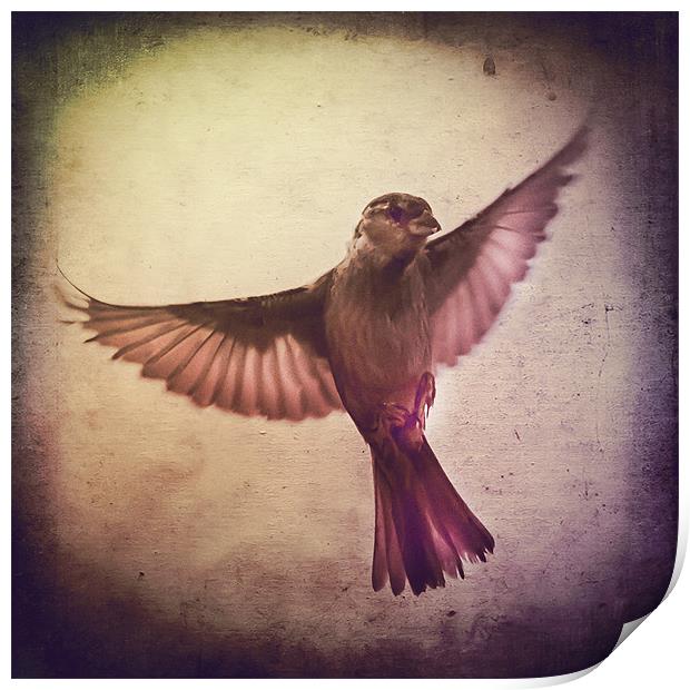 Sparrow à lancienne fenêtre Print by Matthew Laming