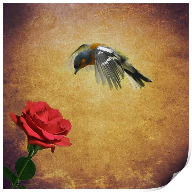 Chaffinch and the Rose Print by Matthew Laming