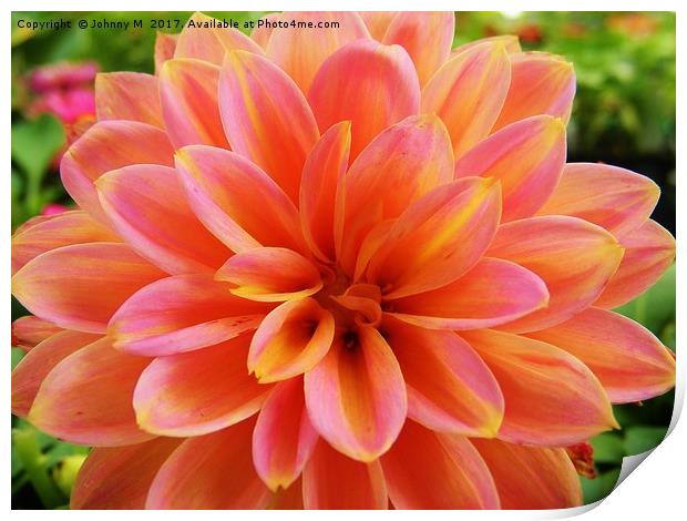 Striped Dahlia Print by Johnny M