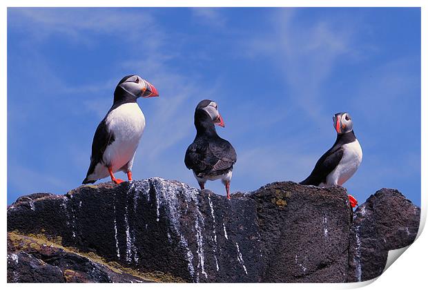Puffins on the May Print by Bob Legg