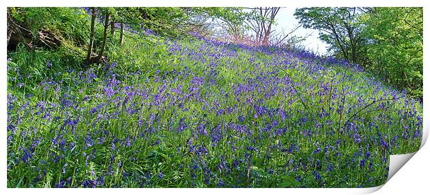 Scottish Bluebells Print by Bob Legg