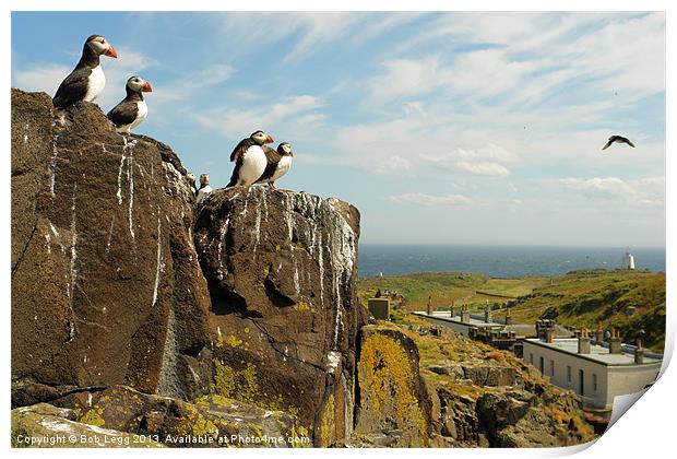Puffins on the May Island Print by Bob Legg