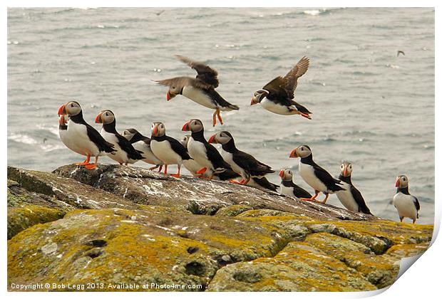 Puffin Hotspot Print by Bob Legg