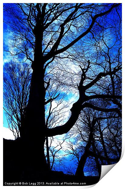 Blue in the Woods Print by Bob Legg