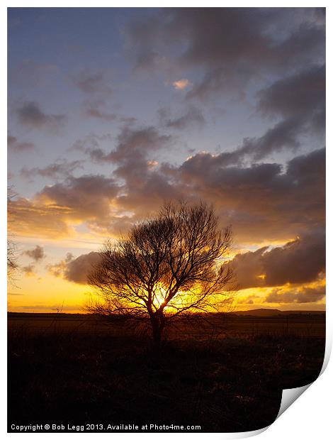 Sunsets behind the tree Print by Bob Legg