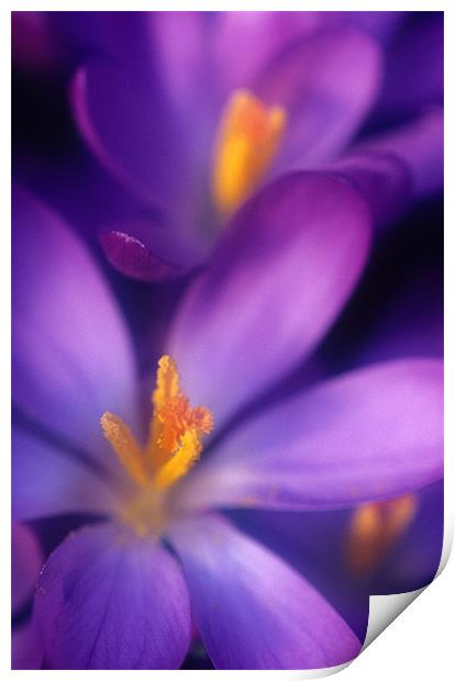 Purple crocus flower orange stamens Print by Celia Mannings