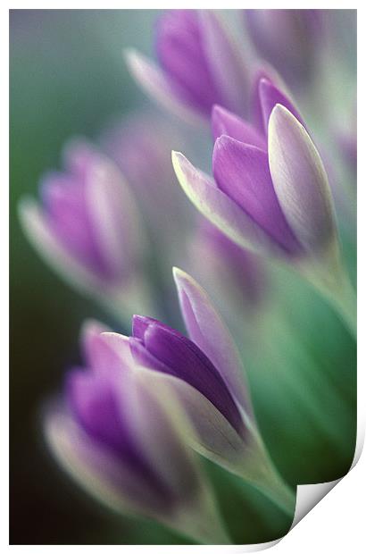 Purple and white crocus flowers Print by Celia Mannings