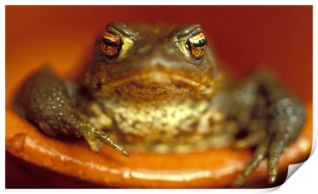 Common frog in plant pot Print by Celia Mannings