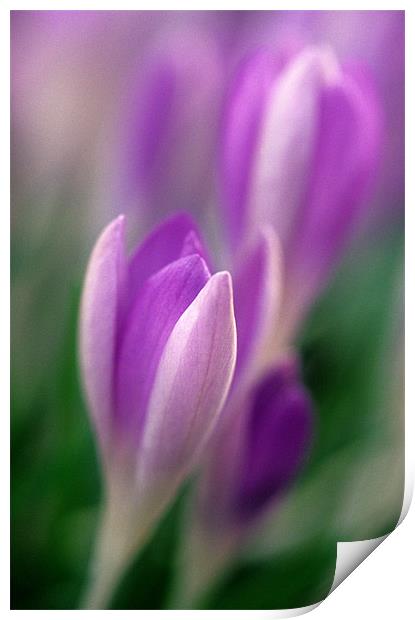 Purple and white crocus flowers Print by Celia Mannings