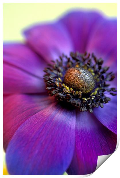 Purple anemone flower Print by Celia Mannings