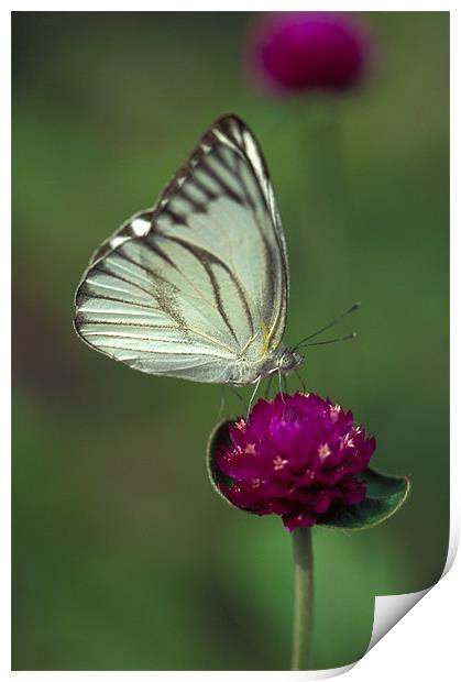White butterfly on pink flower Print by Celia Mannings