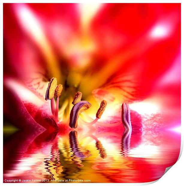 Amaryllis Reflection Print by Jackie Forrest
