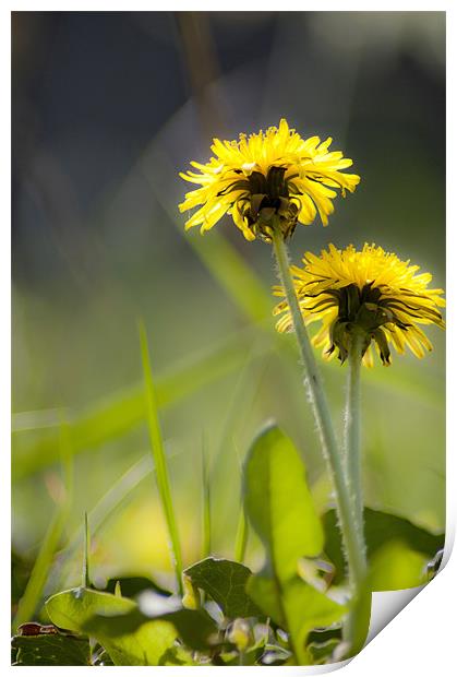Sunshine on Dandelions Print by Tracey Selby