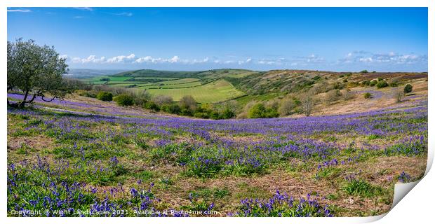 Ventnor Down Bluebell Panarama Print by Wight Landscapes